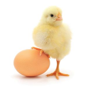 Which-came-first-chicken-or-egg